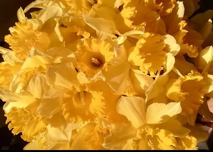 Ferluga Bed and Breakfast Τεργέστη